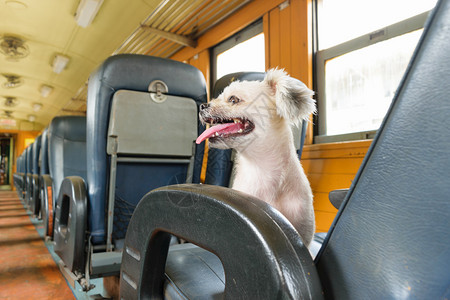 火车上的可爱狗图片