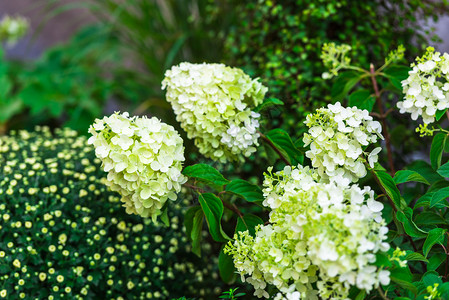 花园里的白色绣球花灌木背景图片