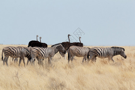 非洲灌木中的斑马和食肉动物图片
