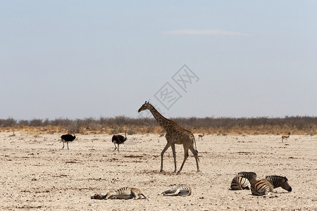 Etosha公园水坑上的Giraffa图片