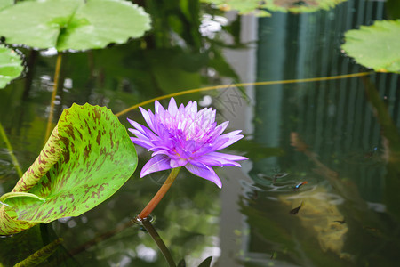 美丽的紫色莲花园里自然图片