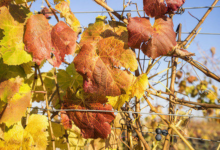 Syrah红酒葡萄和秋图片