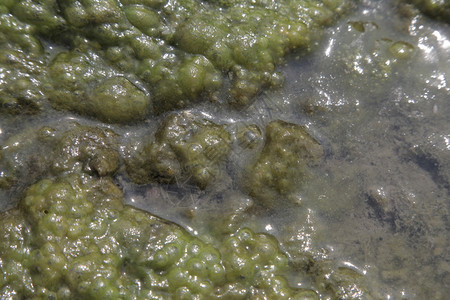 海水中的苔藓图片