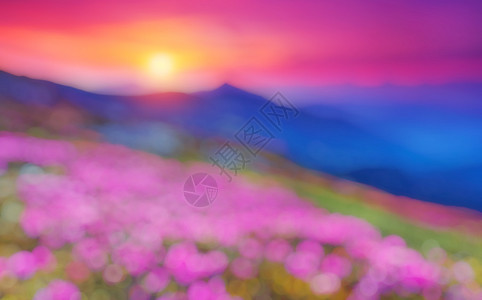 神奇的粉红色杜鹃花的美景复古过滤美丽世界自然模糊的背景柔背景图片