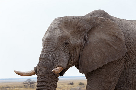 野生动物大象背景图片