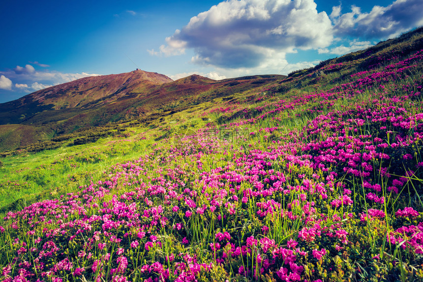 山上神奇的粉红色杜鹃花的美景戏剧场景白色的积云乌克兰图片