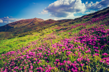 山上神奇的粉红色杜鹃花的美景戏剧场景白色的积云乌克兰背景图片