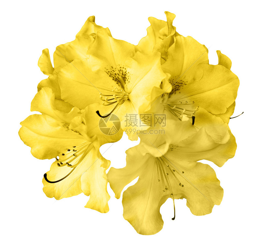 白色的天然黄色天竺葵花丛图片