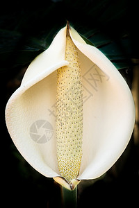 白花照亮了热带植物的花朵图片