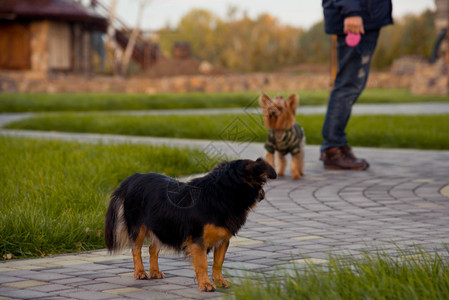 听话的约克夏犬和主人在公园里图片