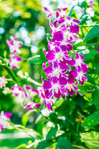 花园里鲜艳的紫色兰花图片