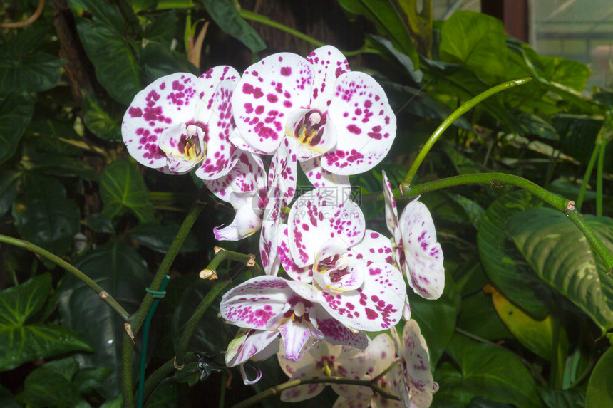 植物园里的紫色兰花图片