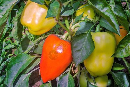 花园里的红黄大胡椒在绿叶中生长提出主要计划图片