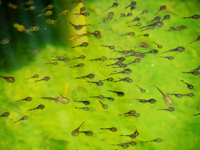 蝌蚪家族和绿色自然背景在水中图片