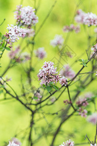 春天植物园里盛开的丁香图片