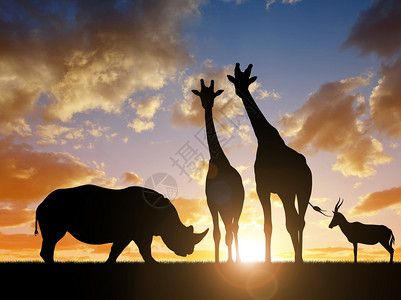 日落时长颈鹿和羚羊的犀牛剪影图片