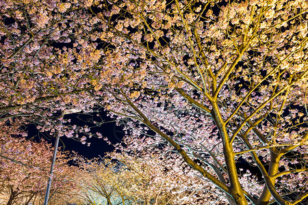 河津的樱花树在晚上图片