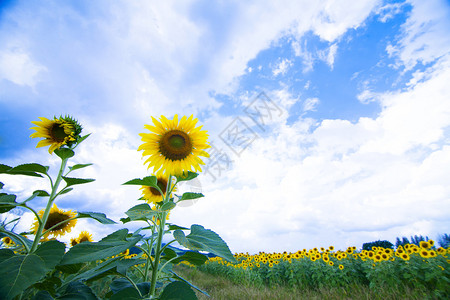 夏天在田野里的向日葵图片