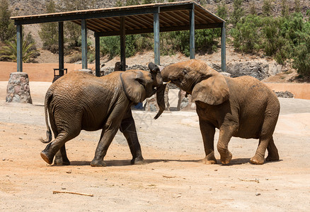两只非洲大象公牛打架图片