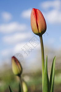 蓝色天空背景上的Bud红色郁金香Florl背景图片