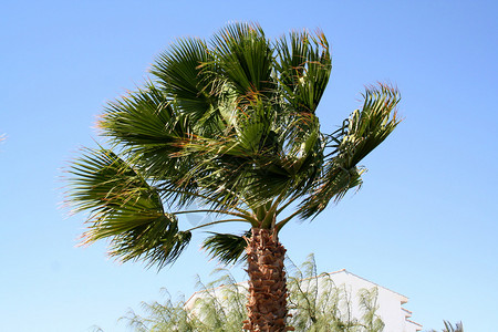 埃及度假村强风下的棕榈树背景图片