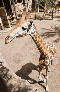 动物园围场里的长颈鹿图片