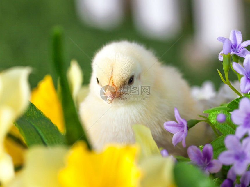 小黄鸡正坐在花丛中图片