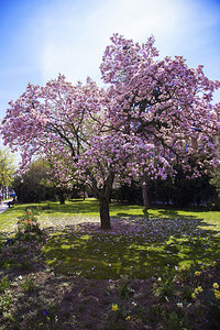春天盛开的树粉红色的花朵蓝天图片