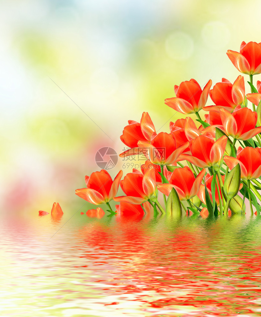 春天的风景美丽的春天花朵郁金香图片