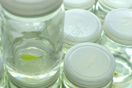 植物组织培养科学研究实验室在无菌瓶中种植绿色图片