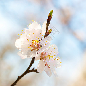春花在李树上盛开的白春花以柔软的图片