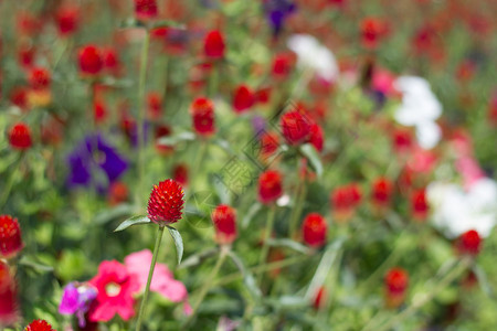 全球苋菜花在园里图片