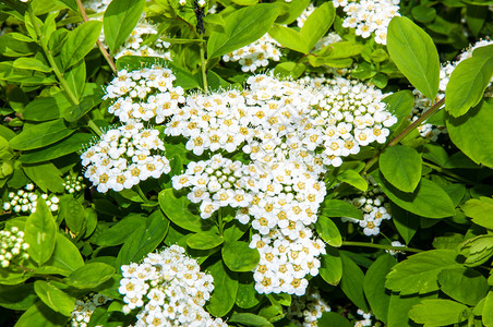 春天早晨绣线菊的小白花图片
