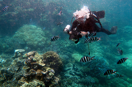 水下摄影师在澳大利亚昆士兰大堡礁拍摄背景图片