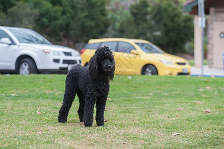 大型美国标准贵宾犬穿过狗公园图片