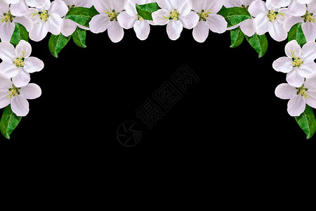 美丽的精致白色花朵苹果花的鲜花孤图片