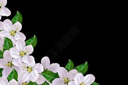 美丽的精致白色花朵苹果花的鲜花孤图片