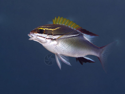 巴厘岛海中的双线单片鲷鱼图片