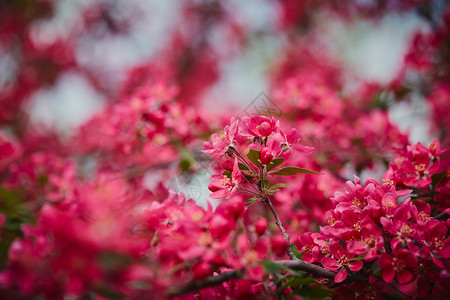 春光美丽的粉红色花朵紧图片
