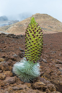 夏威夷Haleakala公园上的Ahi高清图片