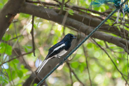鸟东方喜鹊知更鸟栖息在花园的一棵树上图片