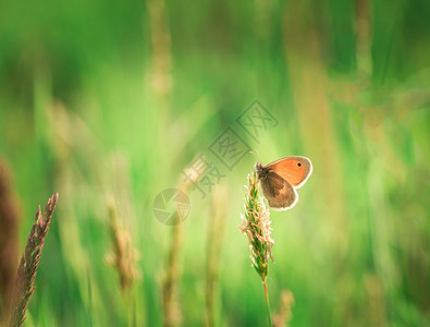 美丽的蝴蝶坐在草地上自然背图片