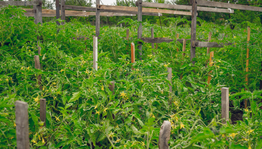 天然有机食品花生番茄植物在春季生长的果实温室即将收成的丰图片
