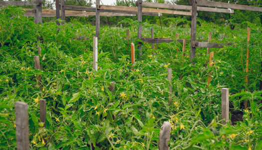 天然有机食品花生番茄植物在春季生长的果实温室即将收成的丰图片