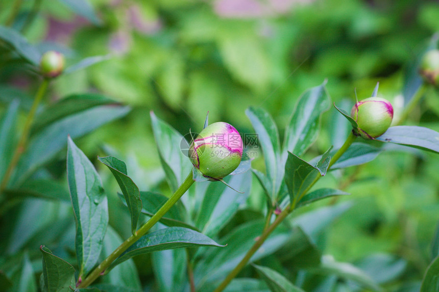 花园里的粉红牡丹花蕾图片