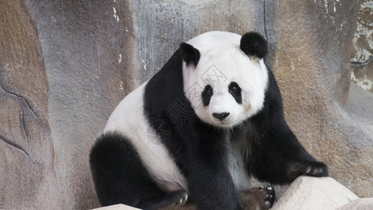 熊猫动物坐着看和放松图片