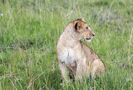 可爱的幼狮密切关注他们如何在坦桑尼亚塔兰吉雷图片