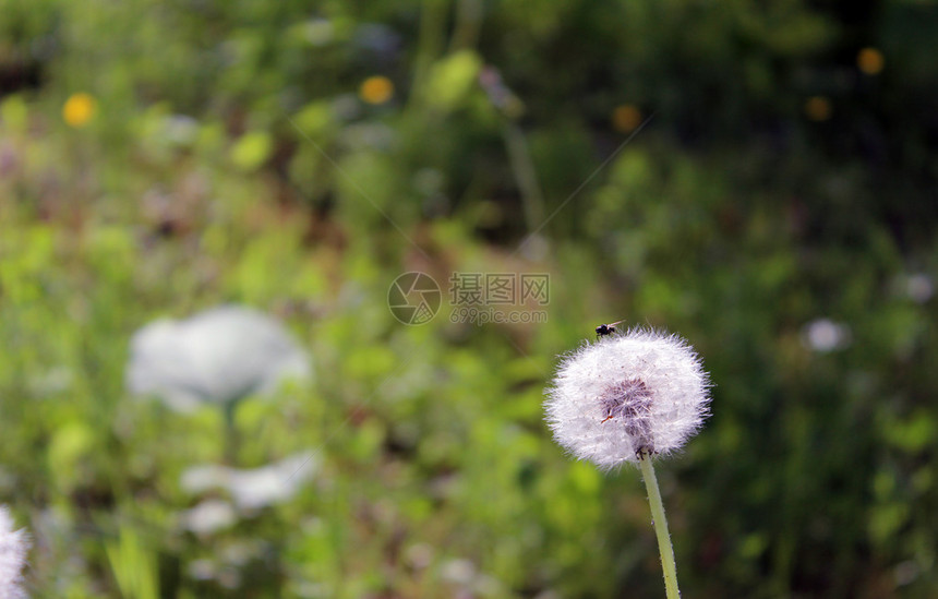 夏季花卉植物dandelionTar图片