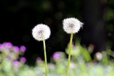 夏季花卉植物dandelionTar图片