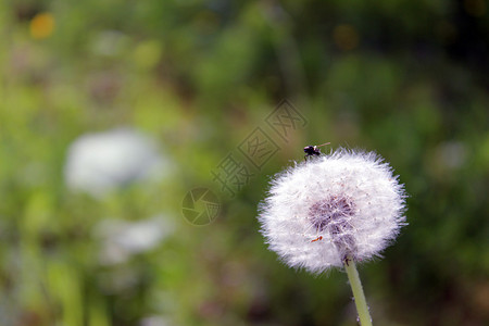 夏季花卉植物dandelionTar图片